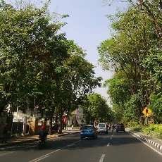 Ini Hukuman Bagi Perusak Pohon di Surabaya