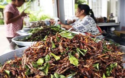 Peternakan Serangga untuk Dimakan Makin Marak di Thailand