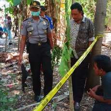 Mayat Balita Perempuan Ditemukan Membusuk di Kebun Pisang