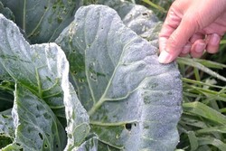 Musim Kemarau, Kristal Es Embun Beku Muncul di Dieng