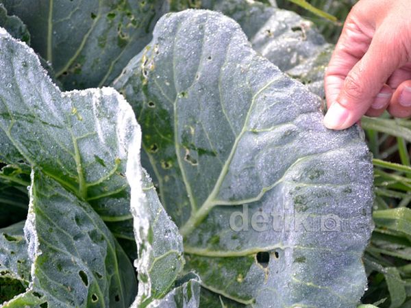 Bun Upas Rusak Puluhan Hektar Kentang di Dieng