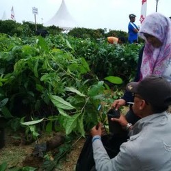 20 Ribu Bibit Pohon Gratis dari SBY Diserbu Warga di Monas