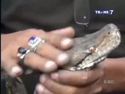 Penemuan Ular Piton Sepanjang 5 Meter Gegerkan Warga