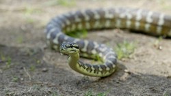 Fenomena Ular di Pemukiman Kota, Bagaimana Menghadapinya?