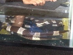 Ini 5 Jenis Ular yang Kerap Muncul di Perkotaan