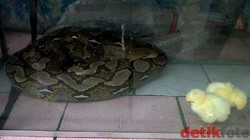 Cerita Histeris Warga Joglo Saat Melihat Kemunculan Ular di Kamar