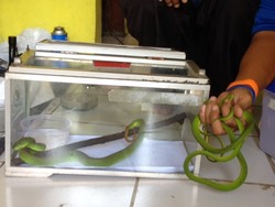 Bertemu Ular di Rumah, Pilih Ditolong Pawang Mistis Atau Tim Rescue?