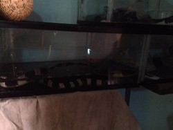 Cerita Seru dan Menegangkan Tim Sioux Saat Menangkap Ular di Perkotaan