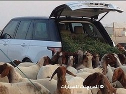 Gokil, Range Rover Jadi Mesin Pemberi Makan Kambing