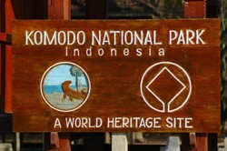 Begini Serunya Bertemu Komodo dari Dekat