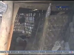 Memilukan, Nenek dan Cucu Hidup Bersama Kambing