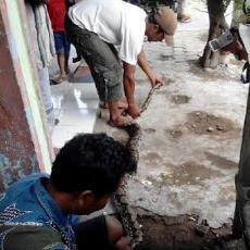 Tiga Ular Sanca Berukuran Besar Ditangkap Warga Mojokerto