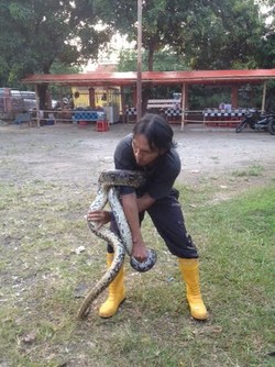 Kisah Si Penyelamat Ular dan Sanca Benita yang Pernah Dipegang Jokowi