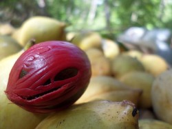 Ini Dia Buah Pala yang Diburu Bangsa Eropa Sejak Dulu