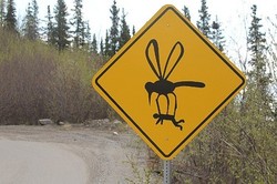 Awas! Ada Monster Nyamuk Raksasa di Alaska