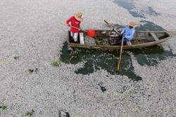 Misterius, Ratusan Ribu Ikan Mati di Danau Meksiko