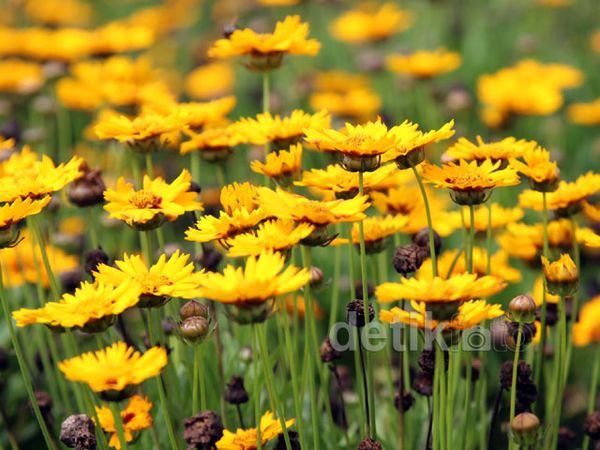 Bukit Bunga Warna-warni di Biei Bukit Bunga Warna-warni di Biei