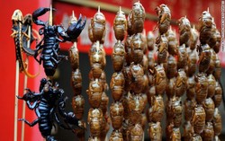 Kriuk-kriuk Gurih Sate Semut dan Kaki Seribu dari Tiongkok