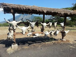 Baluran, Serasa Afrika Sungguhan!