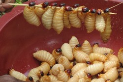 Suku Kamaro di Papua, Ngemil Ulat Sagu & Cacing Tambelo