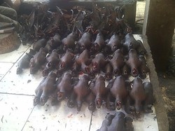 Wow! Di Pasar Ini Daging Kelelawar Hingga Ular Dijual Bebas