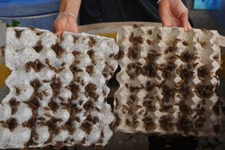 Big Cricket Farms, Peternakan Jangkrik Pertama di Amerika