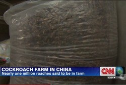 Dipercaya Sebagai Obat Sakit Perut, Peternakan Kecoak Laris di Tiongkok