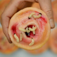 RS Kenya Gunakan Terapi Belatung