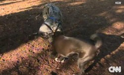 Makan 43 Kaos Kaki, Anjing Ini Menang Hadiah Rp 5,8 Juta