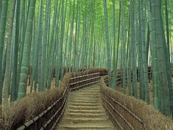 Unik! Jepang Punya Hutan Bersiul di Kyoto