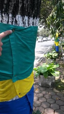 Pohon Disarungi Bendera Pakai Paku, Warga Bandung Protes Ridwan Kamil