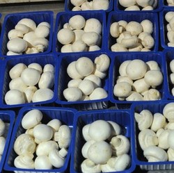 Untuk Tarik Penonton, Klub Sepakbola Ini Janjikan Sekeranjang Jamur Gratis