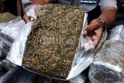 Soal 19 PNS Dinas PU Positif Pakai Ganja, BNN: Itu Arahnya Rehabilitasi