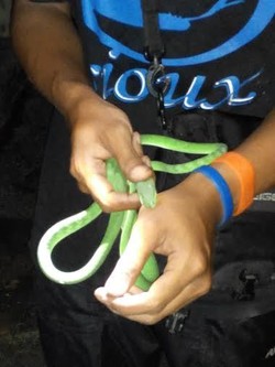 Ular Hijau Ini Resahkan Warga di Perumahan Depok