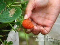 Kebun Stroberi Tidak Cuma di Bandung, Magelang Juga Ada
