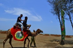 Ini Tempat Naik Unta di Jawa Tengah