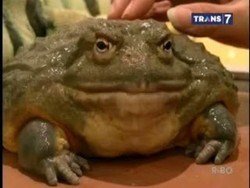 Penampakan Katak Raksasa Berharga Jutaan Rupiah yang Jadi Primadona