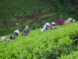 Vietnam Jadi Negara Pemasok Teh dan Kopi Impor Terbesar Indonesia