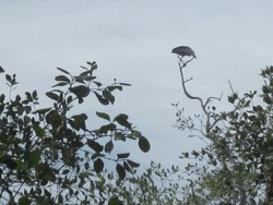 Melihat Aksi Burung Liar di Cagar Alam Pulau Dua, Serang