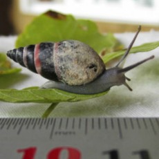 Siput Punah Kini Muncul Lagi di Madagaskar