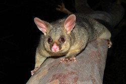 Kotoran Hewan Mungil Ini Ternyata Simpan Bakteri Ganas Pemakan Daging