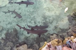 Berenang Bareng Hiu, Mesti Coba di Karimunjawa!