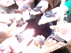 Tak Cuma Hiu, Ada Juga Penangkaran Penyu Langka di Karimunjawa