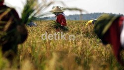 5 Juta Petani Hilang Sejak 2003, Sebagian Jadi Sopir Taksi
