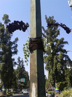 Cantiknya Tiang PJU di Bandung Dihiasi Bunga Beraneka Warna