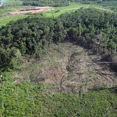 Kerusakan Hutan Amazon Meningkat Tajam