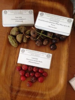 7 Buah-buahan Langka Ini Bisa Dicicipi Gratis di Cibinong