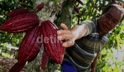 Petani Dengan Omzet di Atas Rp 400 Juta/Bulan Kena Pajak 10%