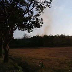 Hutan Gunung Bentar Terbakar, Hewan Liar Turun Gunung