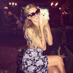Paris Hilton Beli Anjing Terkecil di Dunia Seharga Rp 154 Juta